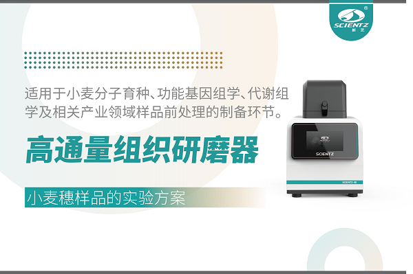 高通量組織研磨器在谷物樣品前處理中的應用——以小麥穗為例